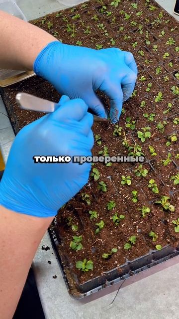 Срочные новости из питомника «Росток» #саженцы #сад #огород #цветы Срочные новости из питомника «Росток» #саженцы #сад #огород #цветы