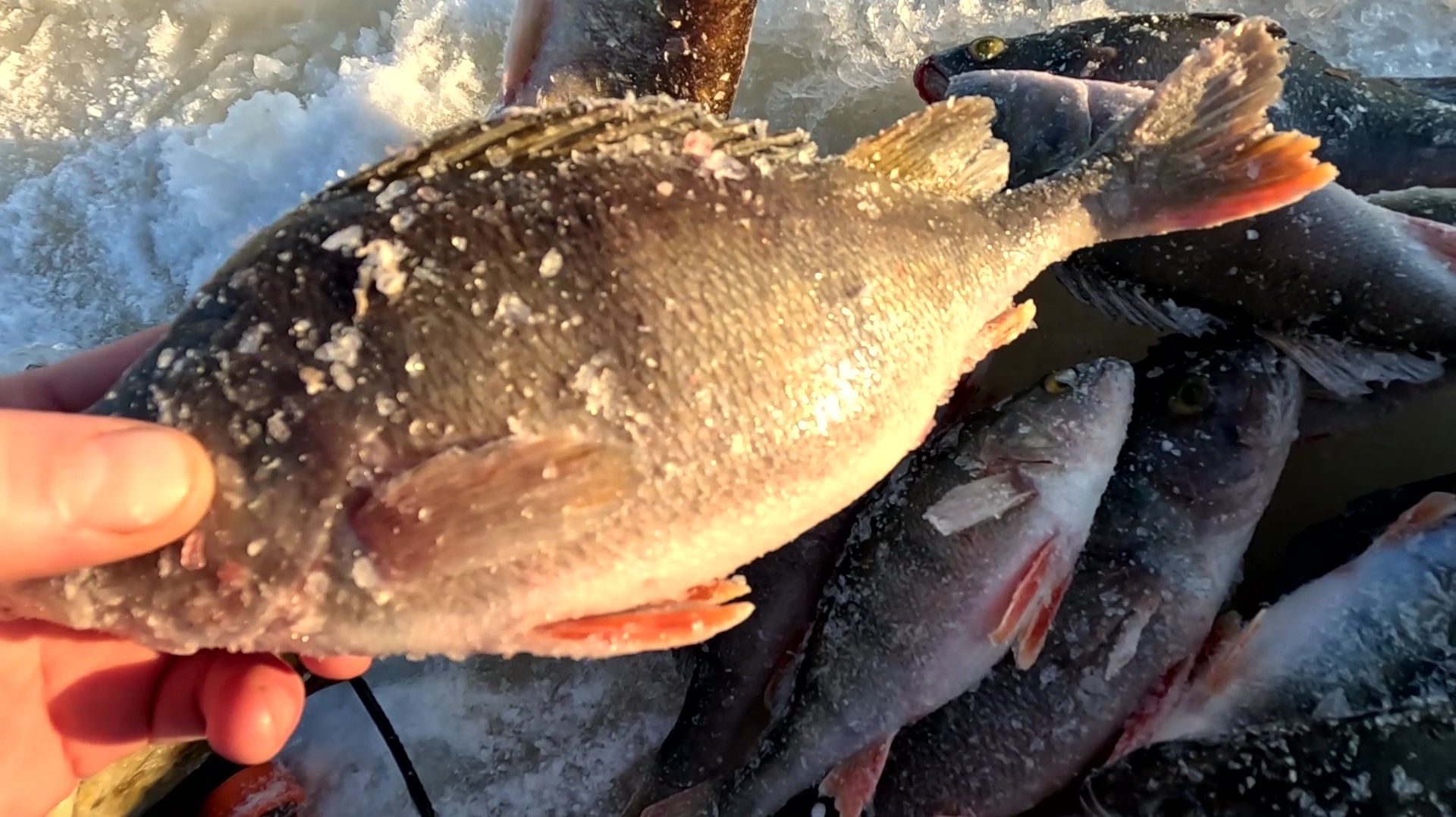 Рыбалка на окуня, ловля на блесну смотреть онлайн