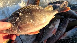 Рыбалка на окуня, ловля на блесну