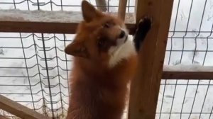 Лиса-Алиса. Утро с лисом Игнисом