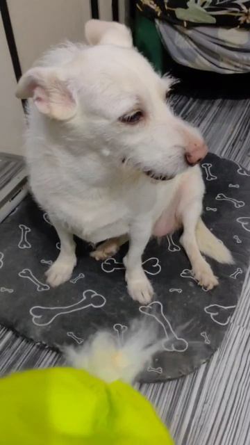 АЛЬФУША С ДНЁМ РОЖДЕНИЯ ПОЗДРАВИЛА МАМУ…😂😂😂