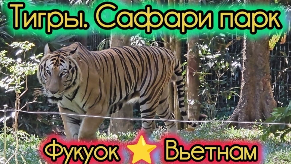 Тигры. Сафари Парк. Фукуок. Вьетнам.