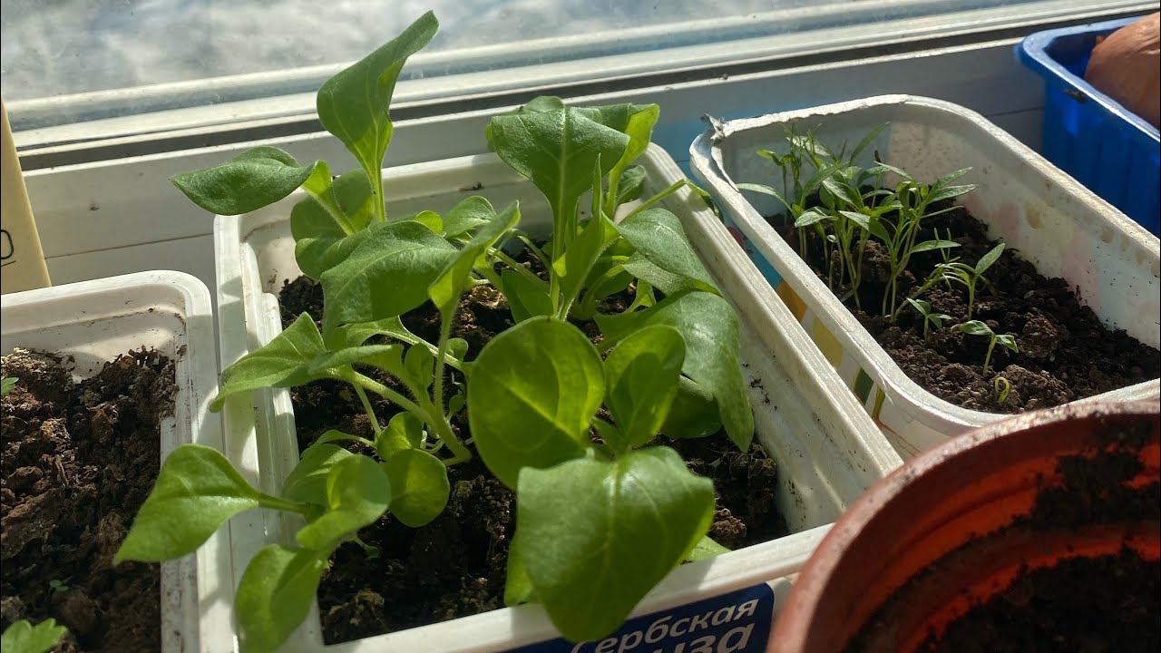 ОГОРОД НА БАЛКОНЕ #5 || 06.04.22 || #огород #огороднабалконе