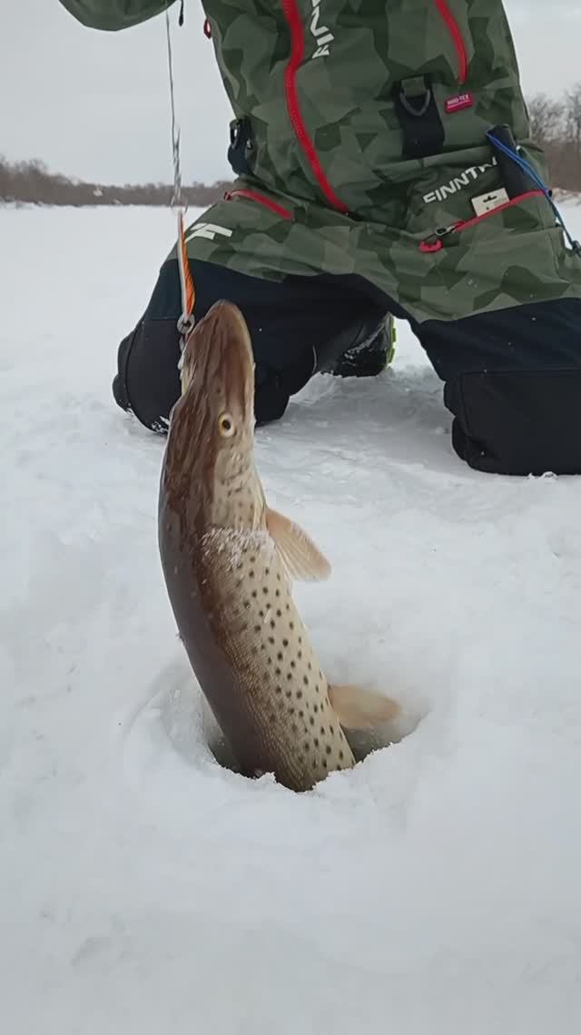 Щука на Сахалине в 2026 Щука на Сахалине в 2026