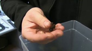 Life Vision Pre-Intermediate (A2/B1) Documentary Video Unit 8 Ant Man