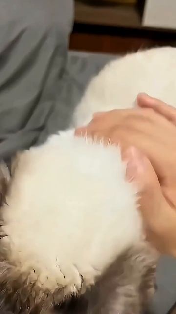 jealous cat смотреть онлайн