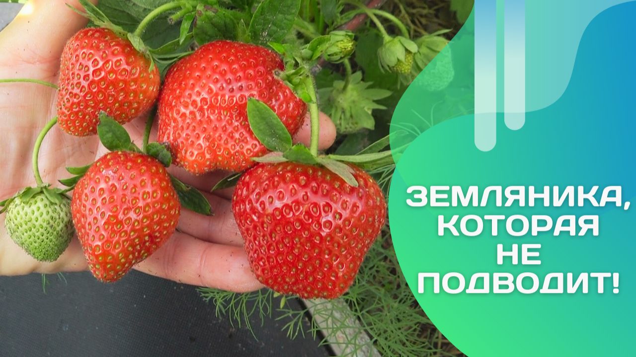 Клубника Дарселект — мой фаворит на грядке