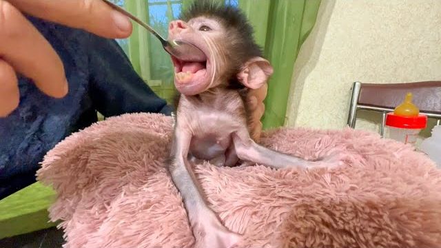 Степка ест только то, что хочет, УГОВОРИТЬ или ЗАСТАВИТЬ его невозможно! Степка ест только то, что хочет, УГОВОРИТЬ или ЗАСТАВИТЬ его невозможно!