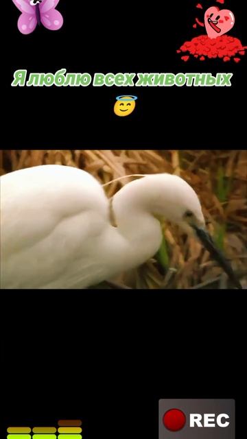 Я люблю всех животных😇 смотреть онлайн