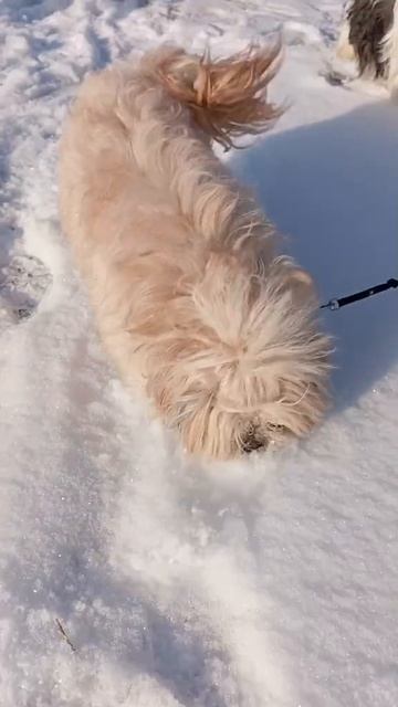 ПчëлкиныПитомцы