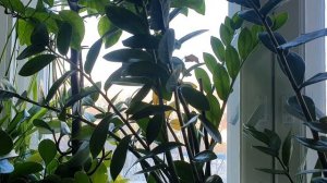 Страшит не мгла...