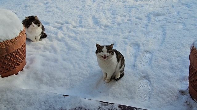 🔥коты не собираются приручаться, зимний котопозитив! смотреть онлайн