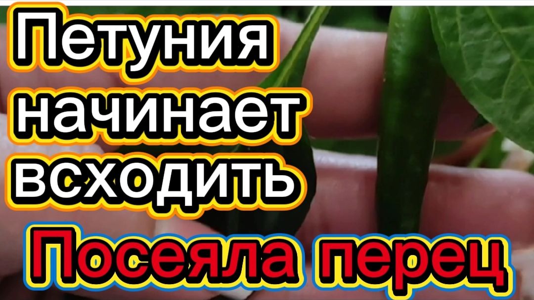 Петуния начинает всходить🌺Посеяла перец. смотреть онлайн