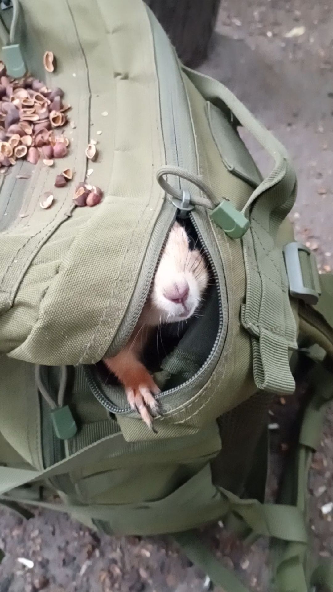 Орешек для белки