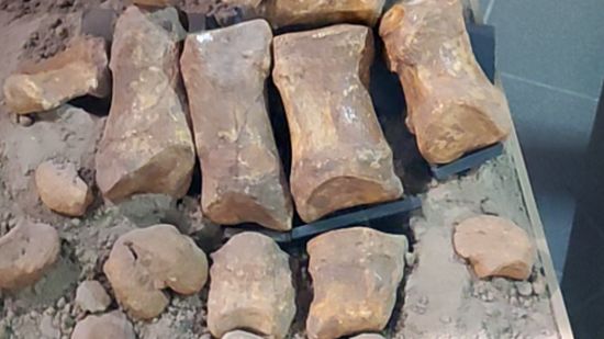 Скелет динотерия смотреть онлайн