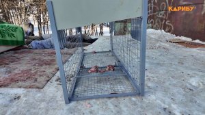 Отлов безнадзорных собак ведут в городе по жалобам жителей