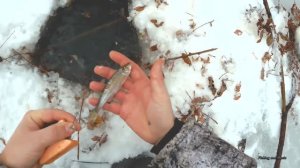 Налим на живца зимой. 2 сезон. 2 серия. (Установка зимнего перемета на налима на новом месте)