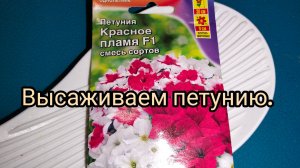 Высаживаем петунии.