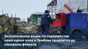 Экологическая акция по переработке новогодних елок в Тамбове продлится до середины февраля