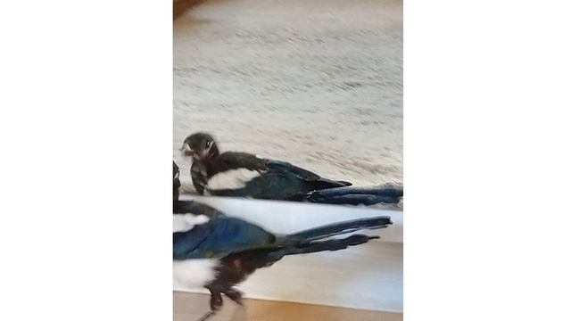 Думаете нет памяти у птицы?! Есть! Ричи УЗНАЛА СВОЮ СТАРУЮ КОМНАТУ Думаете нет памяти у птицы?! Есть! Ричи УЗНАЛА СВОЮ СТАРУЮ КОМНАТУ