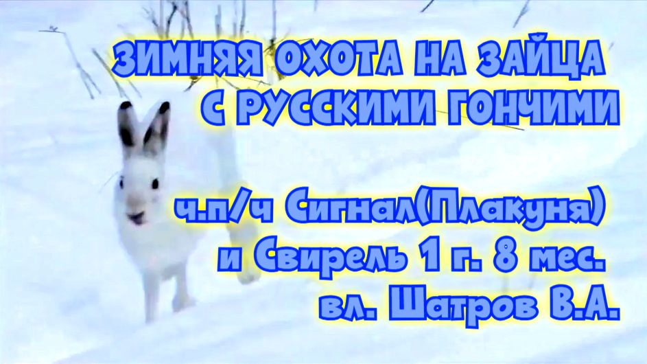 ЗИМНЯЯ ОХОТА НА ЗАЙЦА С РУССКИМИ ГОНЧИМИ ч.п/ч Сигнал(Плакуня) и Свирель 1г. 8 мес. вл. Шатров В.А. смотреть онлайн