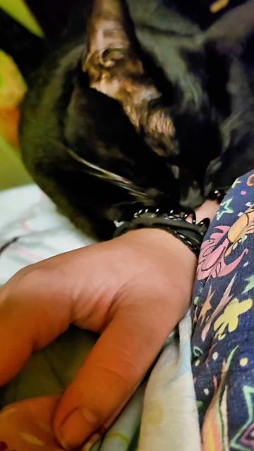 Когда кошка решила, что пора гладиться (и ей всё равно, чем я занята) #кошка #будникошатника Когда кошка решила, что пора гладиться (и ей всё равно, чем я занята) #кошка #будникошатника