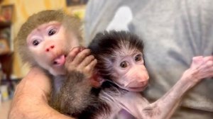 Степашка ПОКУПАЛСЯ и не отпускает папу Влада даже ночью!