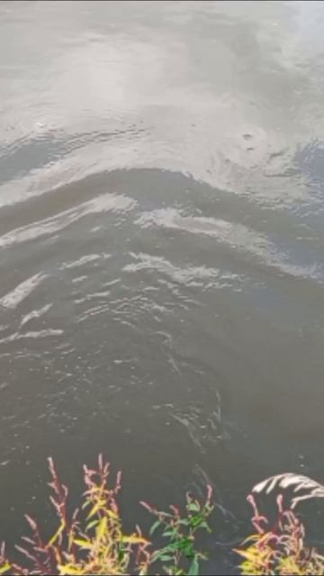 Щука # выпускаю щуку обратно#