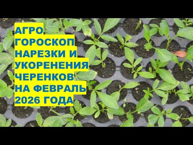Февраль 2026: Самые Лучшие Дни для Укоренения Черенков Растений?! смотреть онлайн