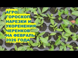Февраль 2026: Самые Лучшие Дни для Укоренения Черенков Растений?!
