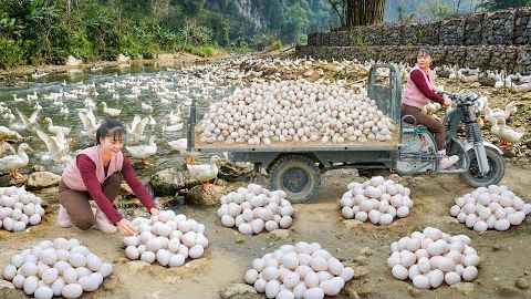 Собираю много утиных яиц на ферме, 6000 уток-несушек. Чтобы продать их на рынке. смотреть онлайн