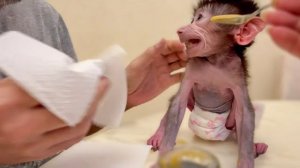 Степашка СТАЛ  ГУРМАНОМ, а по простому ЗАЕЛСЯ, это буду, это не буду! Накормить Стёпу  НЕ ПРОСТО!