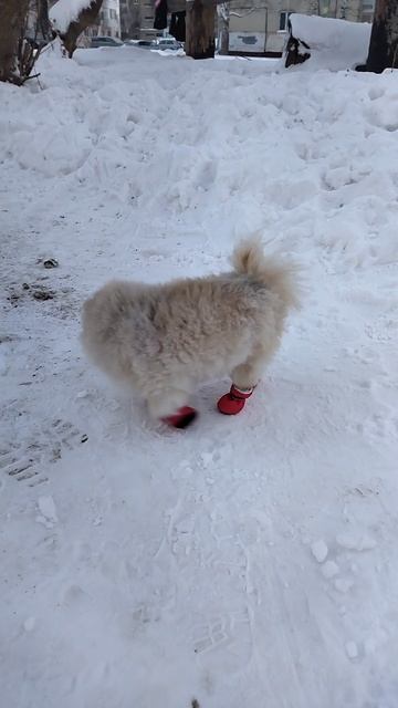 На арене цирка