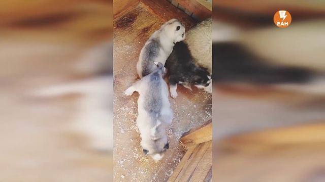 Как под Екатеринбургом живут правнуки хаски участвовавших в легендарной полярной экспедиции