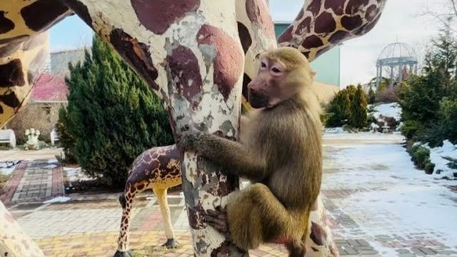 Это НАДО ВИДЕТЬ Люся с Маней устроили гонки вокруг жирафа😂😂😂 смотреть онлайн