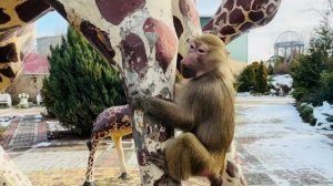 Это НАДО ВИДЕТЬ Люся с Маней устроили гонки вокруг жирафа😂😂😂