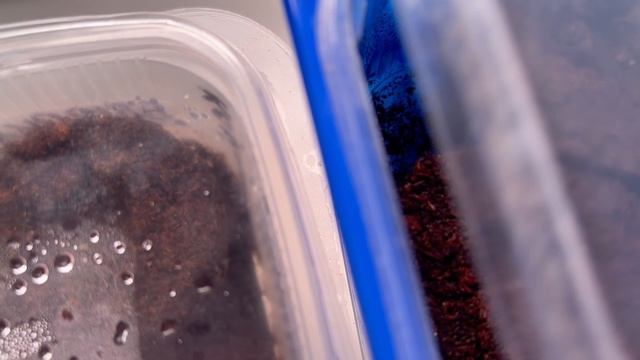 Про эустому и пеларгонию. смотреть онлайн