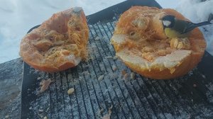 Синицы кушают тыквенные семечки! Покормите птиц зимой!