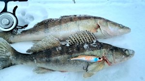 ЗИМНЯЯ РЫБАЛКА НА СУДАКА 2026. Ловля судака на Вибы. река Волга, Чебоксарка день третий.