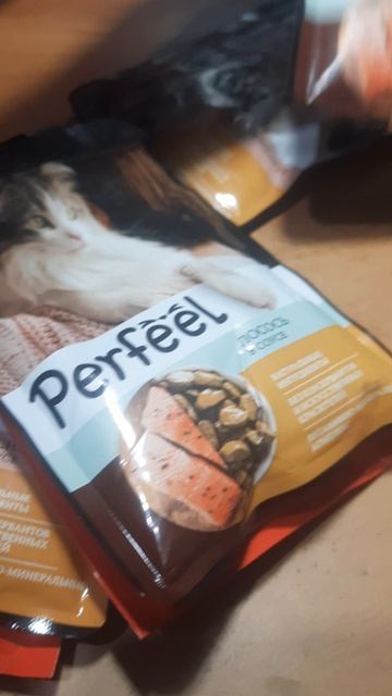 Чем кормить кота Васю