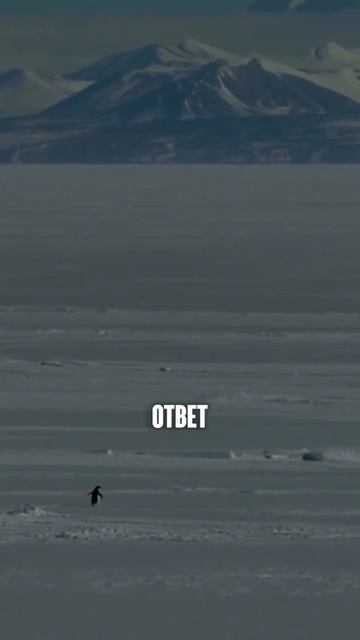 Почему пингвин ушел?!