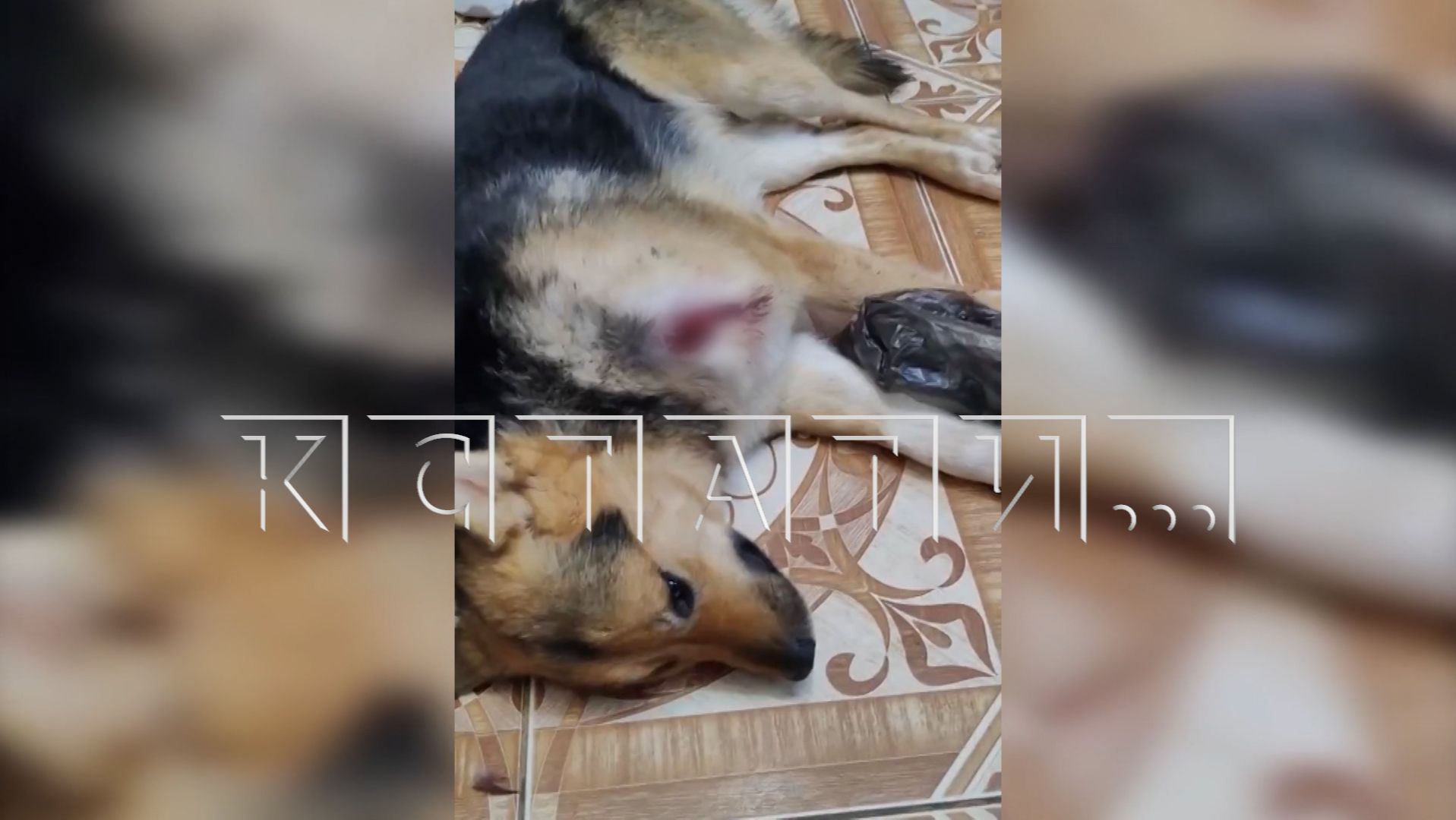 Отвергнутый сталкер сначала угрожал девушке зарезать её близких, а потом начал исполнять свои угрозы смотреть онлайн