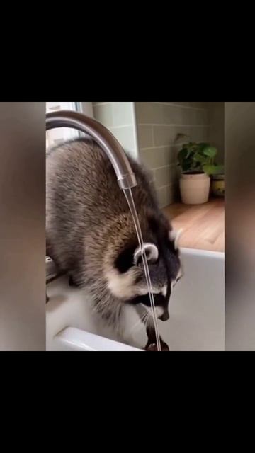 #енотполоскун #питомцы #природа #енотик #енотполоскун #питомцы #природа #енотик