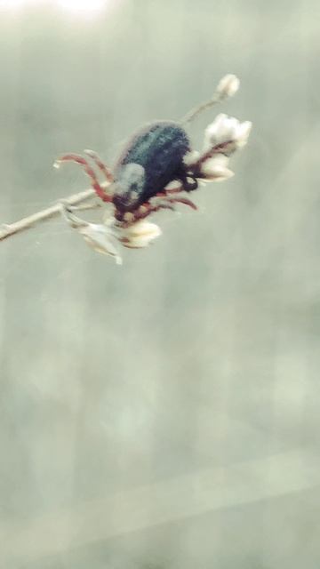 Клещ охотится на человека. Как клещи нападают. Клещ охотится на человека. Как клещи нападают.