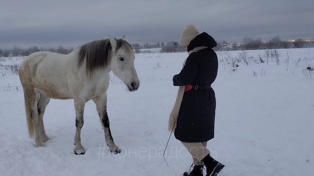 Алиса и Фаир, Йо-йо. Занятие с лошадью на свободе, Конерадость