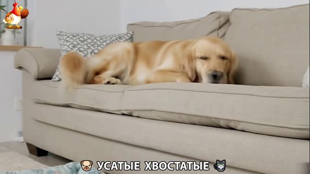 Котята и щенята 🐈🐶 Кошки и собаки 🤗 Милое видео про животных (76)