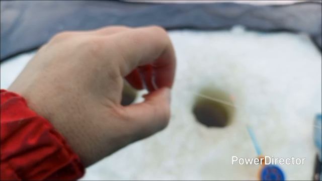 Рыбы много,рыба дуреет на дне!01.02.2026 Рыбы много,рыба дуреет на дне!01.02.2026