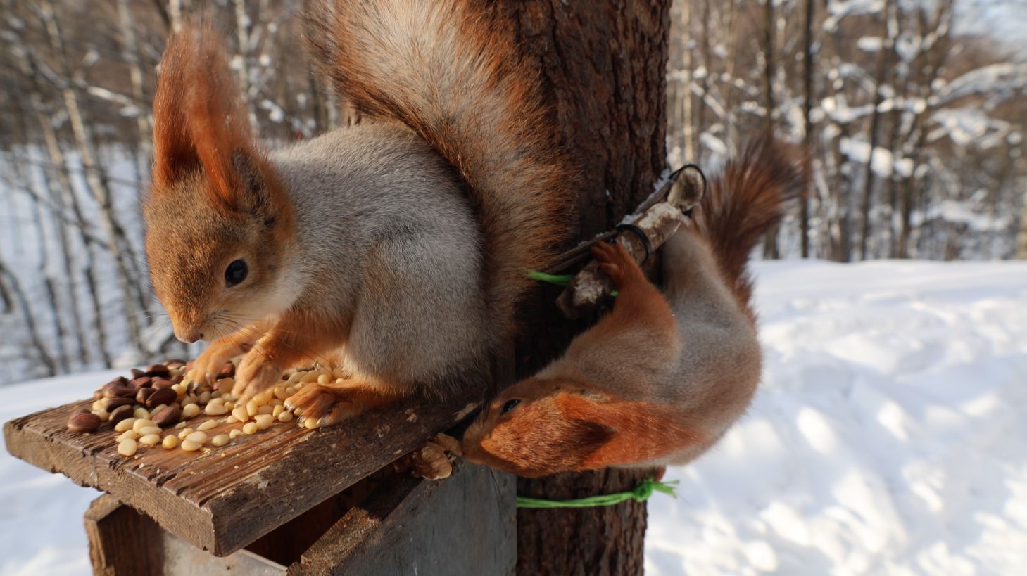 Немного о Толстой смотреть онлайн