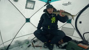 ДОЛГОЖДАННАЯ РЫБАЛКА | СИГ НА ЗИМНЮЮ УДОЧКУ