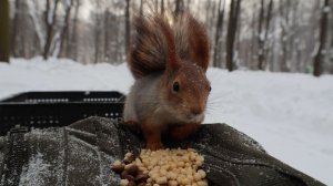 Холодно. Кормлю белок. Опять кормушки